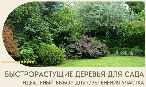 Быстрорастущие деревья для сада идеальный выбор в Ступине
