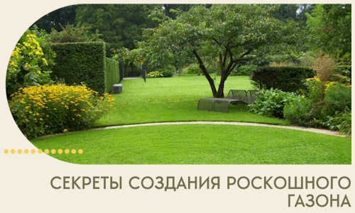 Секреты создания роскошного газона в Ступине